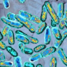 免疫系统大战病毒细菌,免疫防御战记